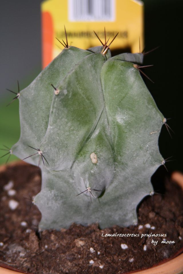 Lemaireocereus pruinosus